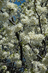 Canada Plum (Prunus nigra) at Lakeshore Garden Centres