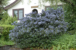 Victoria California Lilac (Ceanothus thyrsiflorus 'Victoria') at Lakeshore Garden Centres