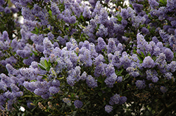 Victoria California Lilac (Ceanothus thyrsiflorus 'Victoria') at Lakeshore Garden Centres