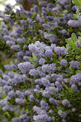 Julia Phelps California Lilac (Ceanothus 'Julia Phelps') at Lakeshore Garden Centres
