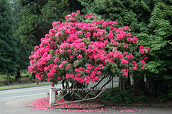 Anna Rose Whitney Rhododendron (Rhododendron 'Anna Rose Whitney') at Lakeshore Garden Centres