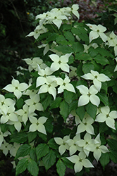 Snow Tower Dogwood (Cornus kousa 'Snow Tower') at Lakeshore Garden Centres