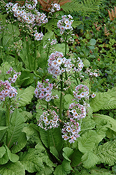 Candelabra Primrose (Primula beesiana) at Lakeshore Garden Centres