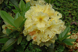 Many Moons Rhododendron (Rhododendron 'Many Moons') at Lakeshore Garden Centres