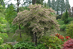 Pink Chimes Japanese Snowbell (Styrax japonicus 'Pink Chimes') at Lakeshore Garden Centres