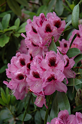 Marchioness Of Lansdowne Rhododendron (Rhododendron 'Marchioness Of Lansdowne') at Lakeshore Garden Centres
