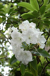 White Swan Rhododendron (Rhododendron 'White Swan') at Lakeshore Garden Centres