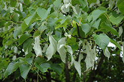 Dove Tree (Davidia involucrata) at Lakeshore Garden Centres