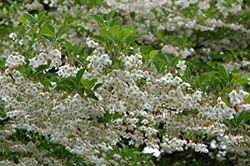 Issai Japanese Snowbell (Styrax japonicus 'Issai') at Lakeshore Garden Centres