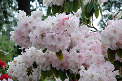 Pilgrim Rhododendron (Rhododendron 'Pilgrim') at Lakeshore Garden Centres