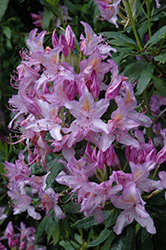 Blue Bell Rhododendron (Rhododendron 'Blue Bell') at Lakeshore Garden Centres
