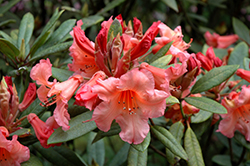 Tortoiseshell Orange Rhododendron (Rhododendron 'Tortoiseshell Orange') at Lakeshore Garden Centres