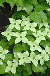 Milky Way Chinese Dogwood (Cornus kousa 'Milky Way') at Lakeshore Garden Centres