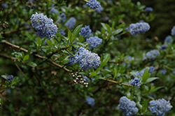 Italian Skies California Lilac (Ceanothus 'Italian Skies') at Lakeshore Garden Centres