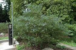 Italian Skies California Lilac (Ceanothus 'Italian Skies') at Lakeshore Garden Centres