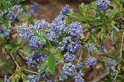 Cynthia Postan California Lilac (Ceanothus 'Cynthia Postan') at Lakeshore Garden Centres