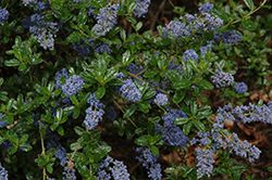 Tilden Park California Lilac (Ceanothus 'Tilden Park') at Lakeshore Garden Centres