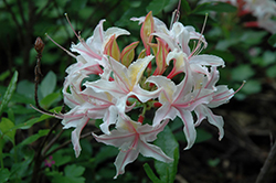 Western Azalea (Rhododendron occidentale) at Peter Knippel Garden Centre