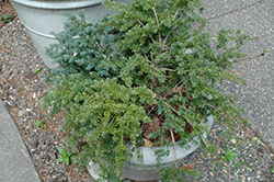 Blue Gem Mountain Plum Pine (Podocarpus lawrencei 'Blue Gem') at Lakeshore Garden Centres