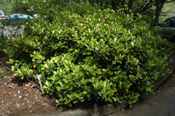 Kew Green Skimmia (Skimmia x confusa 'Kew Green') at Lakeshore Garden Centres