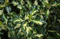 Britebush English Holly (Ilex aquifolium 'Britebush') at Lakeshore Garden Centres