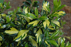 Pinto English Holly (Ilex aquifolium 'Pinto') at Lakeshore Garden Centres
