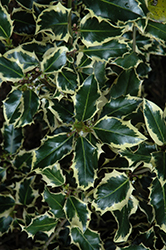 Ivory Holly (Ilex aquifolium 'Ivory') at Lakeshore Garden Centres