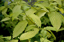 Sunshine Red Twig Dogwood (Cornus sericea 'Sunshine') at Lakeshore Garden Centres