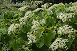 Giant Dogwood (Cornus controversa) at Lakeshore Garden Centres