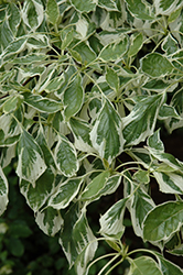 Variegated Giant Dogwood (Cornus controversa 'Variegata') at Lakeshore Garden Centres