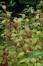 Westonbirt Dogwood (Cornus alba 'Westonbirt') at Lakeshore Garden Centres