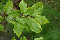 Variegated Sycoparrotia (Sycoparrotia x semidecidua 'Variegata') at Lakeshore Garden Centres