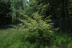 Variegated Sycoparrotia (Sycoparrotia x semidecidua 'Variegata') at Lakeshore Garden Centres