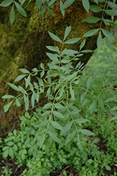European Ash (Fraxinus excelsior) at Lakeshore Garden Centres