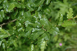 Roble Beech (Nothofagus obliqua) at Lakeshore Garden Centres