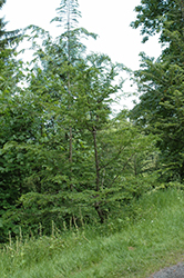 Roble Beech (Nothofagus obliqua) at Lakeshore Garden Centres