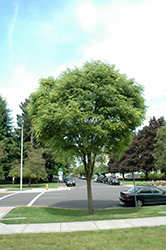 Halka Zelkova (Zelkova serrata 'Halka') at Lakeshore Garden Centres