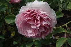 Lilac Rose (Rosa 'Auslilac') at Lakeshore Garden Centres