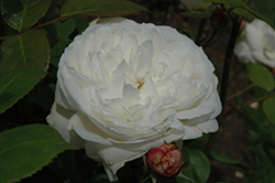 Fair Bianca Rose (Rosa 'Fair Bianca') at Lakeshore Garden Centres