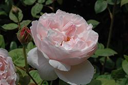 St. Cecilia Rose (Rosa 'Ausmit') at Lakeshore Garden Centres