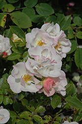 Gentle Touch Rose (Rosa 'DIClulu') at Lakeshore Garden Centres
