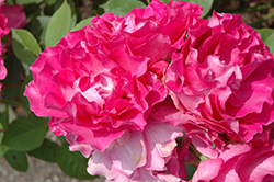 Neon Lights Rose (Rosa 'JACout') at Lakeshore Garden Centres