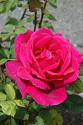 Chrysler Imperial Rose (Rosa 'Chrysler Imperial') at Lakeshore Garden Centres