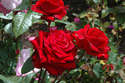 Ace Of Hearts Rose (Rosa 'Ace Of Hearts') at Lakeshore Garden Centres