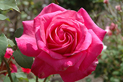 Peter Frankenfeld Rose (Rosa 'Peter Frankenfeld') at Lakeshore Garden Centres