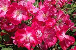 Vanity Rose (Rosa 'Vanity') at Lakeshore Garden Centres