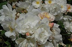 Penelope Rose (Rosa 'Penelope') at Lakeshore Garden Centres