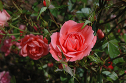 Angela Rippon Rose (Rosa 'Angela Rippon') at Lakeshore Garden Centres