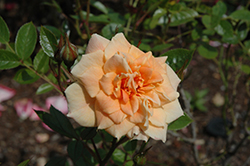 Clarissa Rose (Rosa 'Clarissa') at Lakeshore Garden Centres
