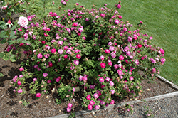 Pompon De Bourgogne Rose (Rosa 'Pompon De Bourgogne') at Lakeshore Garden Centres